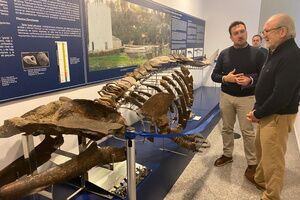 El fósil de cetáceo de 6,4 millones de años de Alcalá vuelve a estar en exposición en el Museo