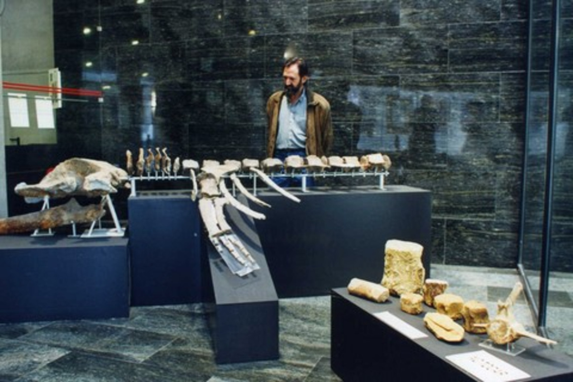 CEDIDOS AL MUSEO LOS RESTOS FÓSILES DE UN CETÁCEO DE MÁS DE 5.5 MILLONES DE AÑOS
