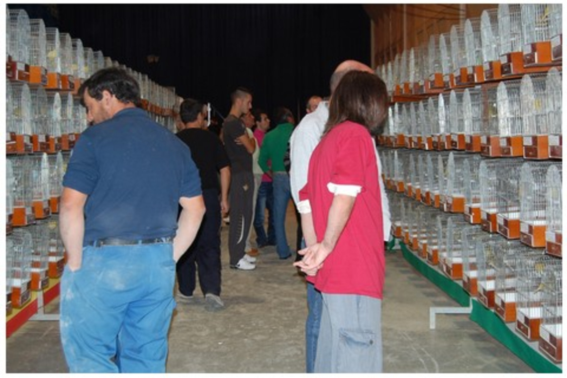 ALCALÁ CELEBRA LA EDICIÓN XXVIII DEL CONCURSO ORNITOLÓGICO CON 2.000 EJEMPLARES