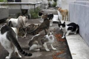 EL AYUNTAMIENTO Y LA ASOCIACIÓN DE ANIMALES DHAS INICIAN UNA CAMPAÑA DE CONTROL Y ESTERILIZACIÓN DE COLONIAS DE GATOS