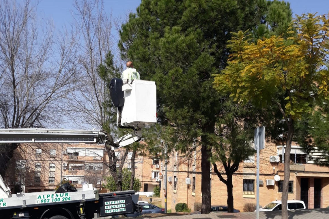 Alcalá trata contra la `procesionaria´ del pino en más de 25 hectáreas de parques públicos y zonas verdes