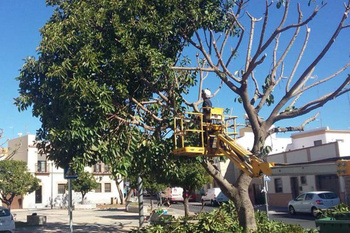 Concluye la campaña de poda en un millar de árboles de gran tamaño en avenidas y plazas