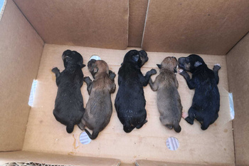 La Policía Local consigue salvar a varios cachorros de perros abandonados