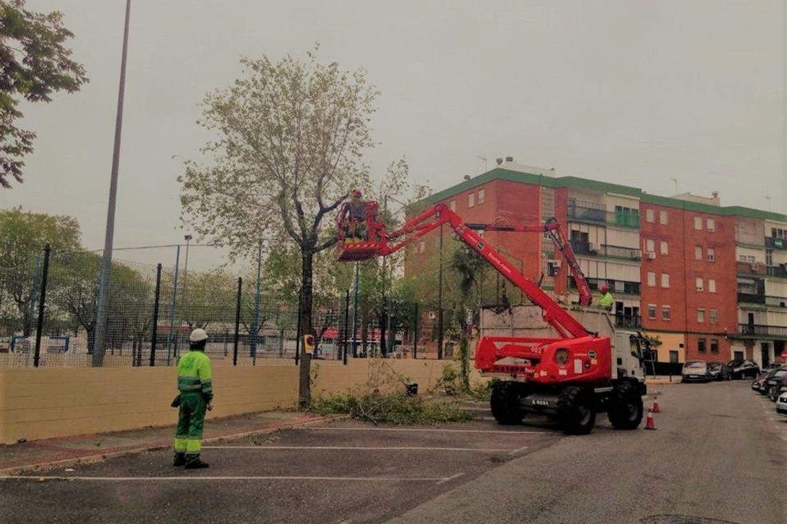 Campaña de poda para mantenimiento y seguridad de 2.000 árboles en el casco urbano