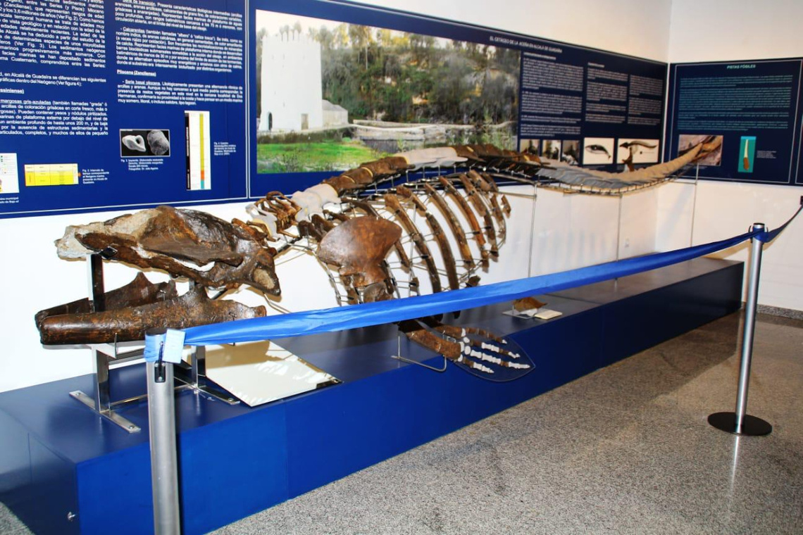 Un nuevo libro de la colección Paisajes con Letra conmemora el décimo aniversario de la llegada de los restos fósiles de la ballena al Museo de Alcalá