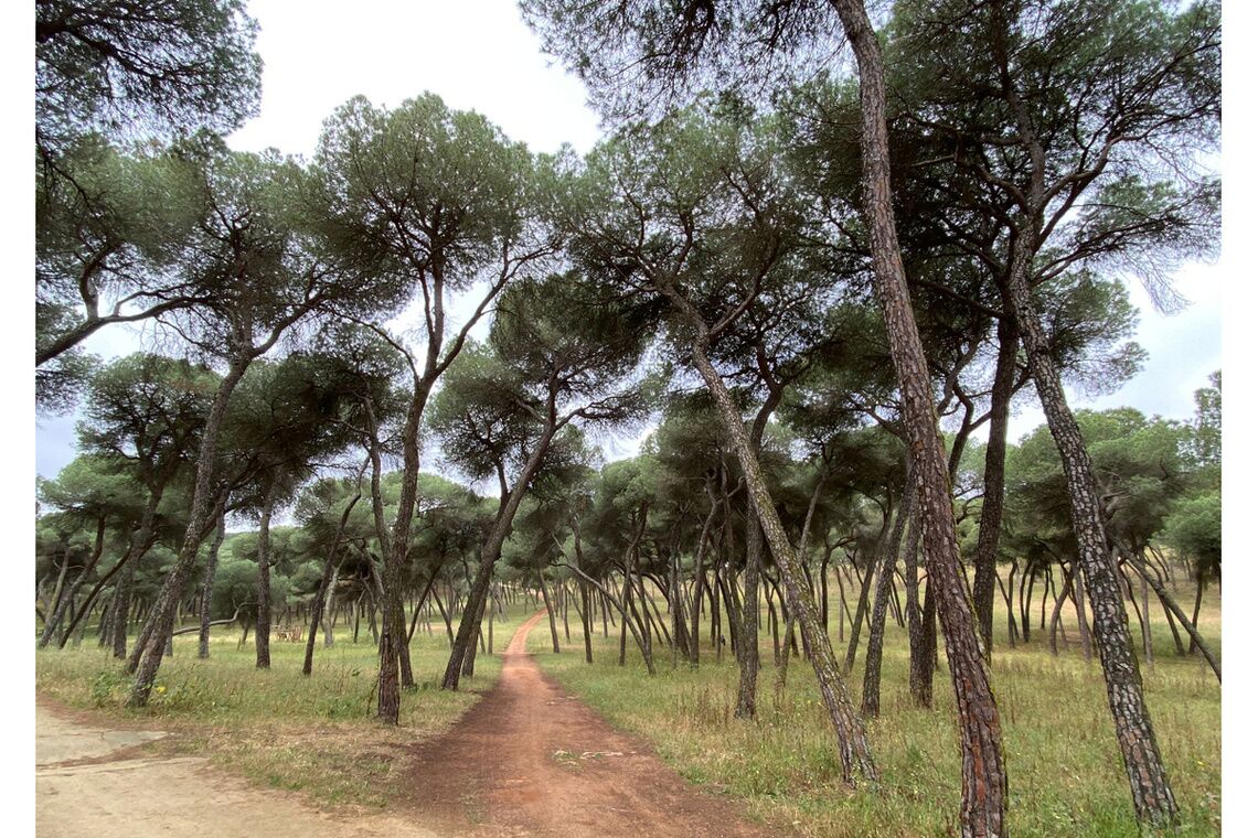 Comienzan los trabajos de tratamiento  del Pinar de Oromana para evitar plagas y garantizar la salud de los árboles