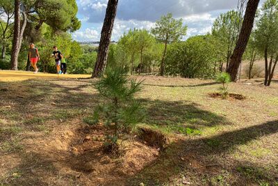 ​Reforestación con más de 1.000 árboles y arbustos en el Monumento Natural y el casco urbano