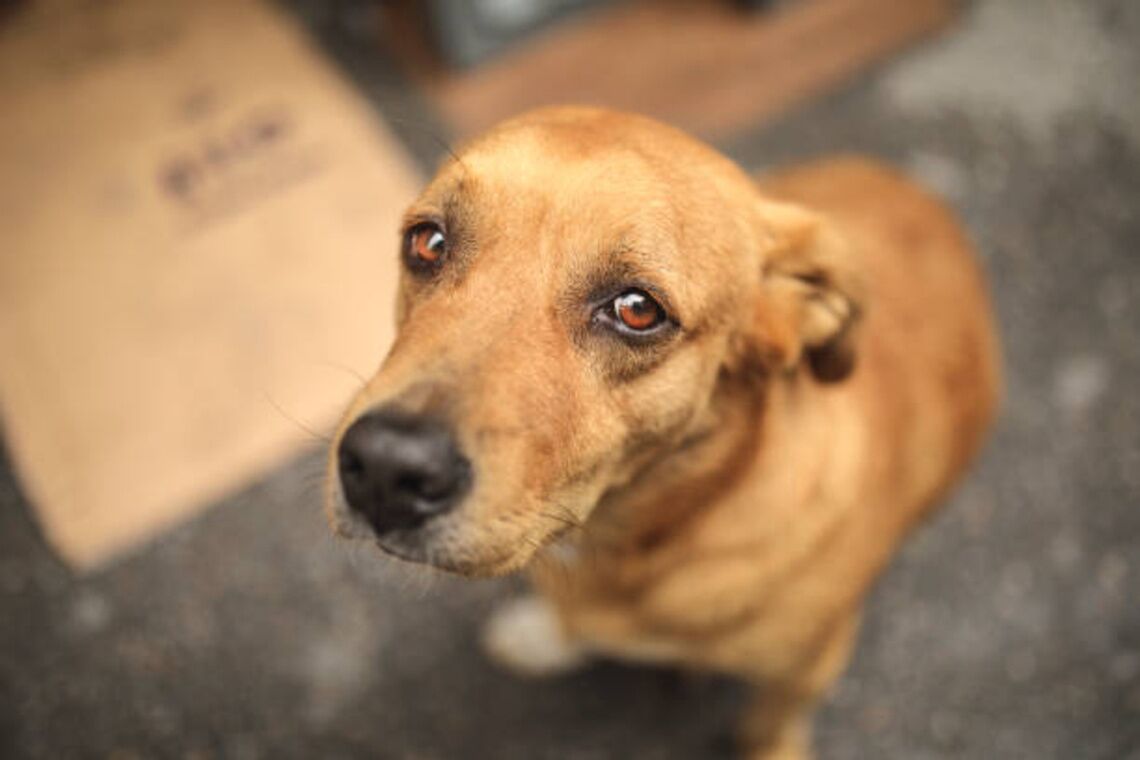 El Ayuntamiento organiza el servicio de recogida, albergue y adopción de animales perdidos o abandonados para los próximos 4 años