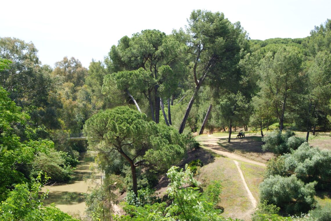 El Ayuntamiento está desarrollando desde 2021 un plan de acción contra el ‘Tomicus’ de los pinos que está proyectado incluso hasta 2023