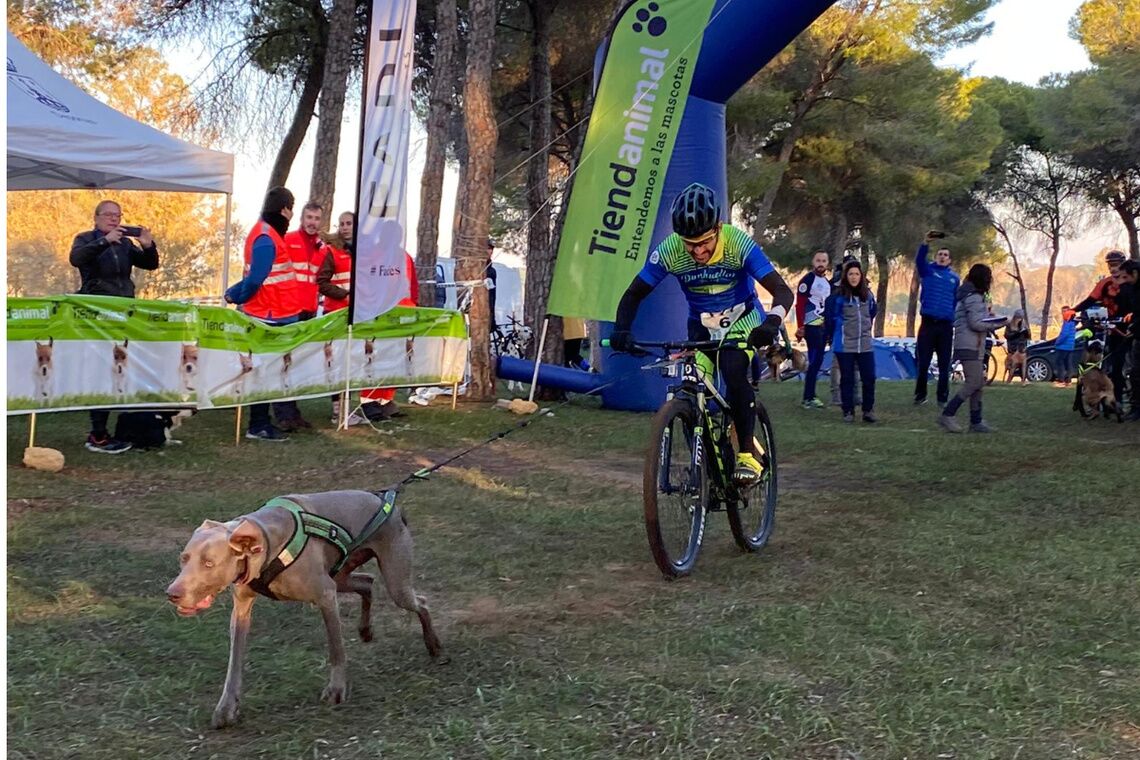 ​Alcalá se convierte este fin de semana en sede de la Copa de España de Mushing 2023, deporte que aúna el esfuerzo de perros y personas