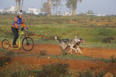 Alcalá se afianza dentro del calendario nacional deportivo del mushing