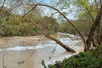 El  Ayuntamiento denuncia ante el Seprona los  últimos vertidos contaminantes al río Guadaíra