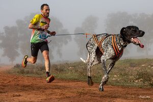 ​ Alcalá, epicentro nacional deportivo con la celebración de la Copa de España de Mushing 2026