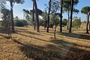 Alcalá mantiene el programa de control fitosanitario de sus pinares para combatir el tomicus y otras plagas forestales
