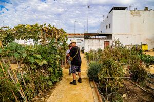 Participación Ciudadana destaca el buen funcionamiento de los huertos urbanos de Santa Lucía