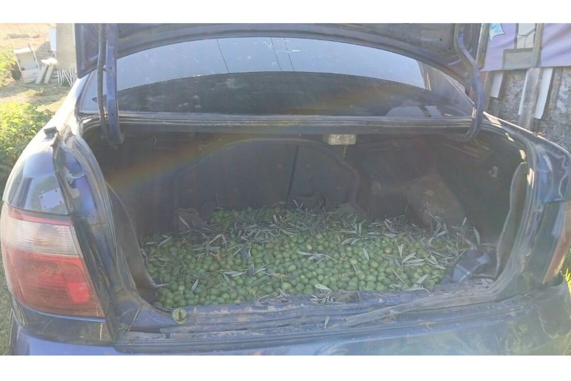 La Policía de Alcalá de Guadaíra recupera cerca de 700 kilogramos de aceitunas robadas
