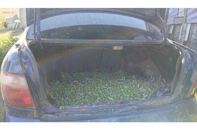 La Policía Local recupera cerca de 700 kilogramos de aceitunas robadas